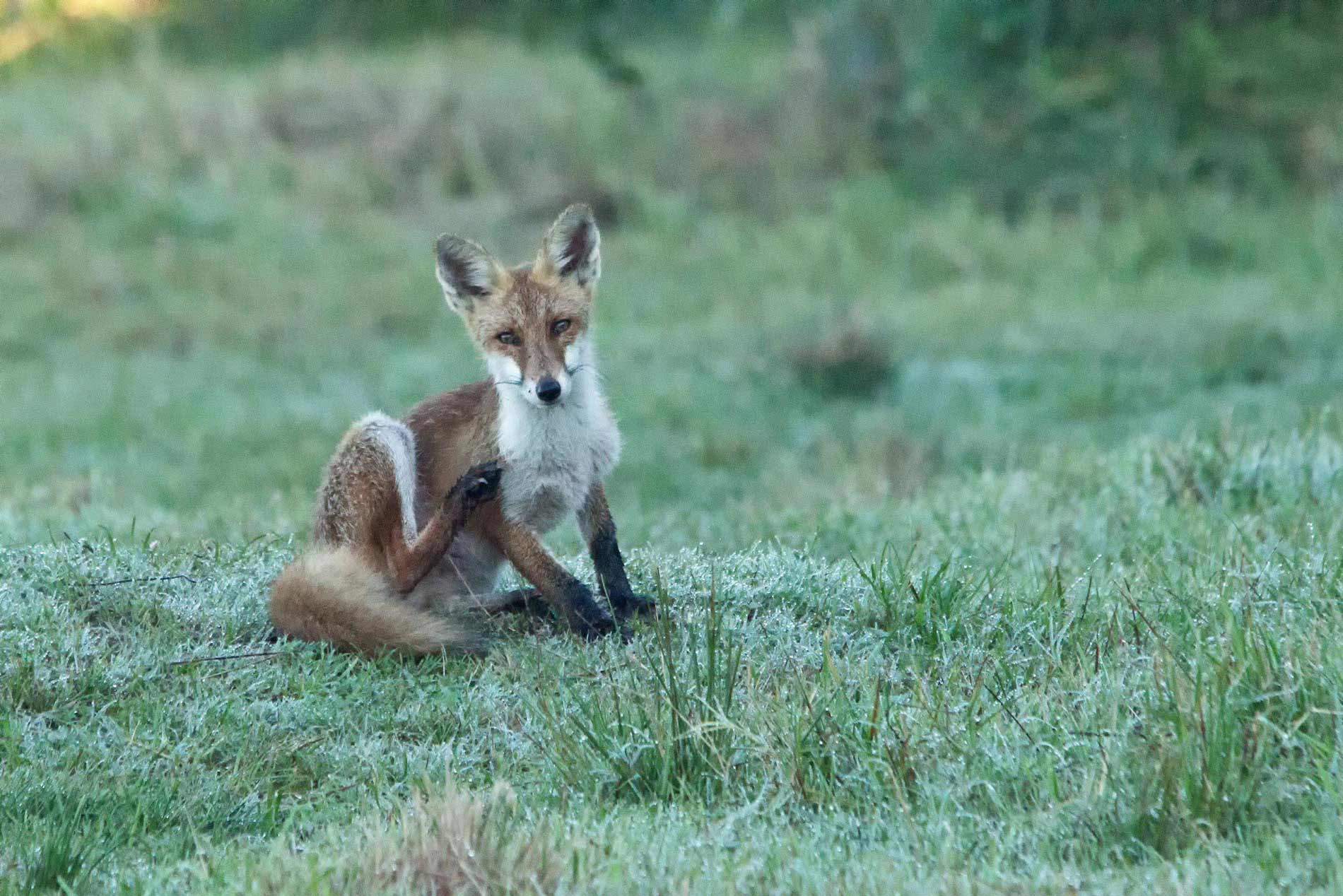 Giovane Volpacchiotto.